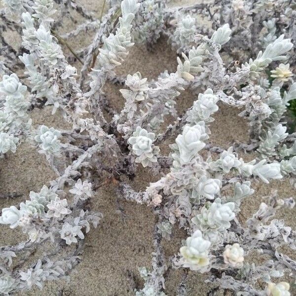 Achillea maritima ഇല