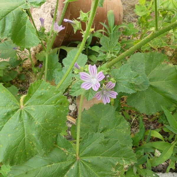 Malva nicaeensis Цветок