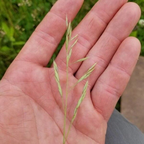 Vulpia bromoides Fruit