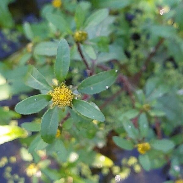 Bidens tripartita Flor