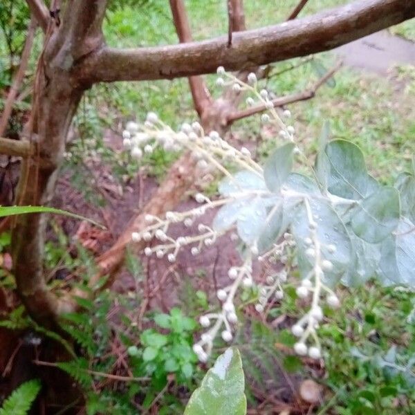 Acacia podalyriifolia 果実