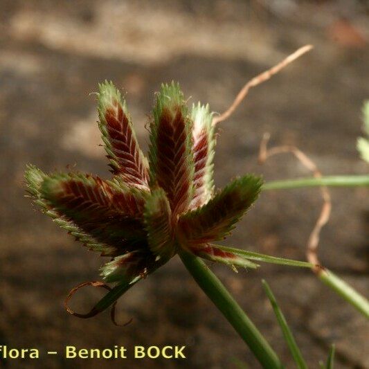 Cyperus rubicundus 果實