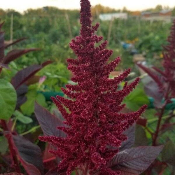 Amaranthus cruentus 花