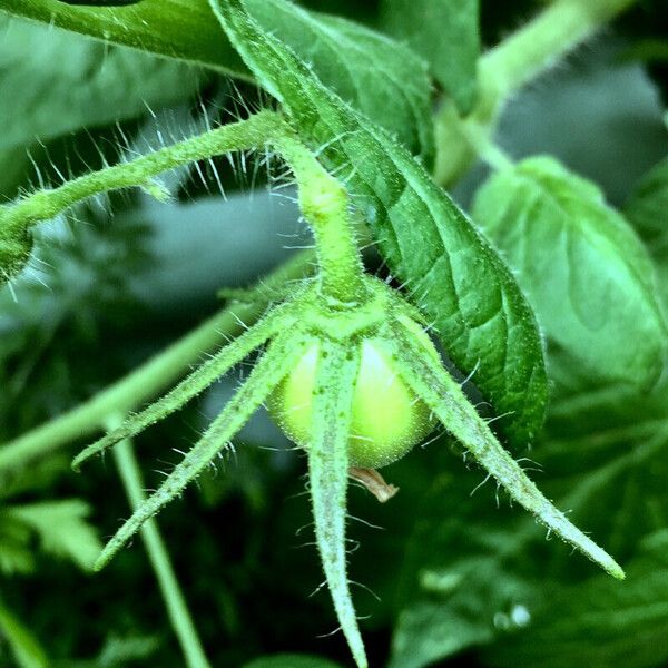 Solanum lycopersicum Sonstige