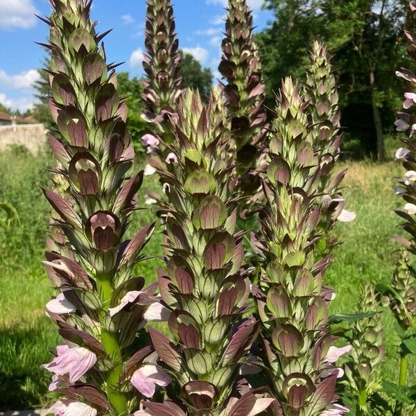 Acanthus spinosus Çiçek