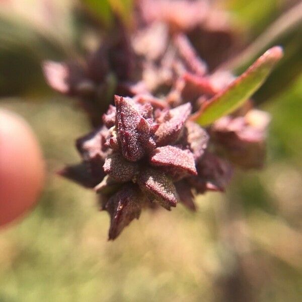 Atriplex prostrata Floare