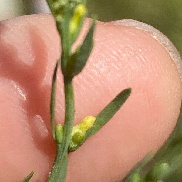 Thymelaea passerina Flower