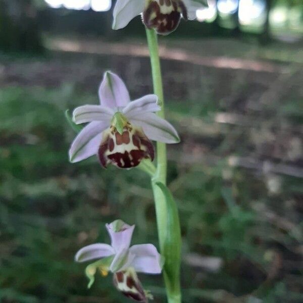 Ophrys holosericea Bloem