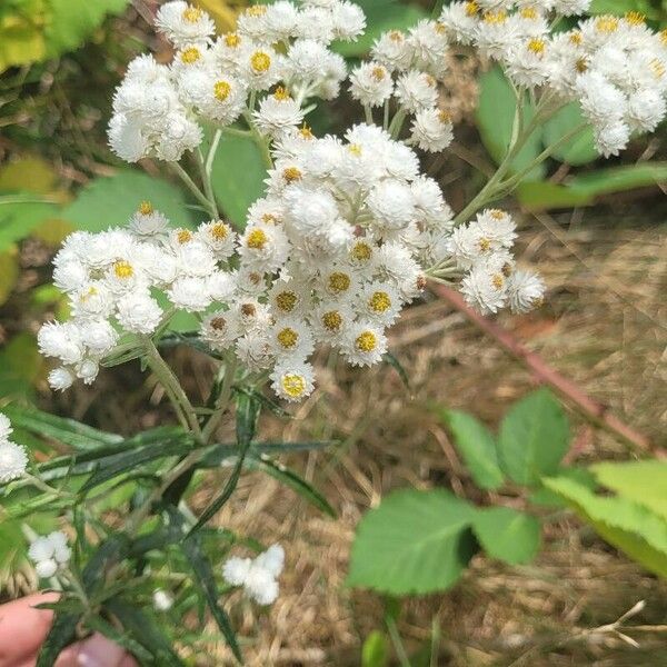 Anaphalis margaritacea Kukka