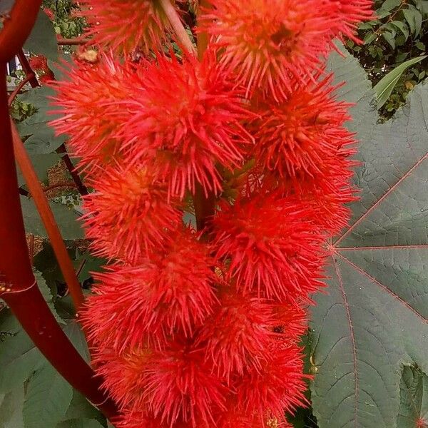 Ricinus communis 花