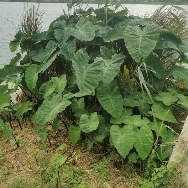 Colocasia esculenta Blatt