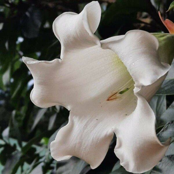 Beaumontia grandiflora Kwiat