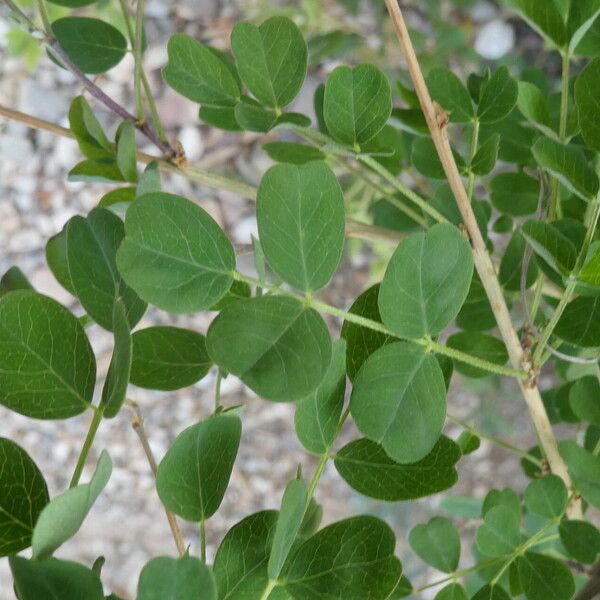 Colutea arborescens Blatt