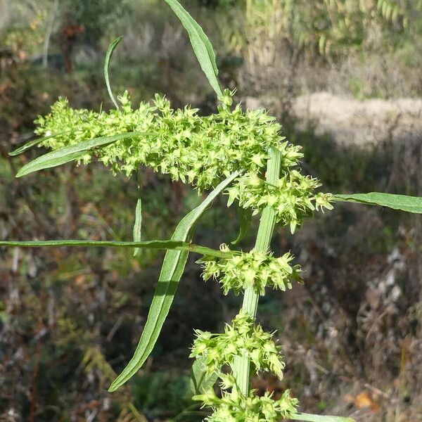 Rumex palustris Bark