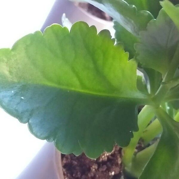 Kalanchoe blossfeldiana Leaf