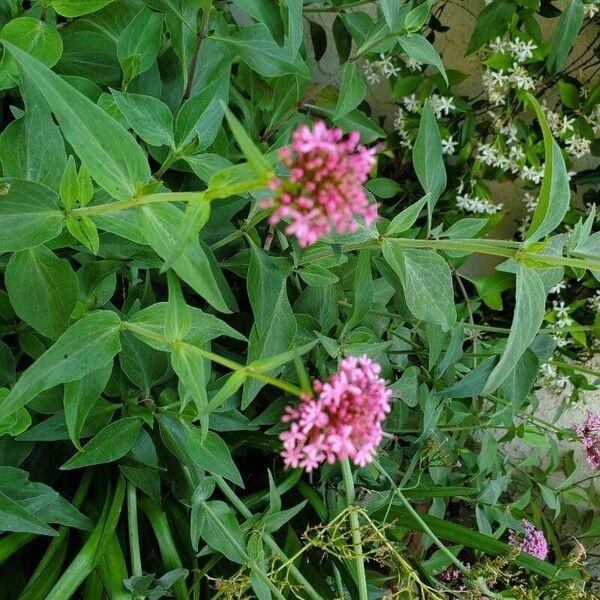 Valeriana lecoqii ഇല