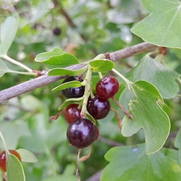 Ribes aureum 果實