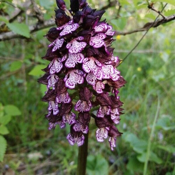 Orchis purpurea Virág