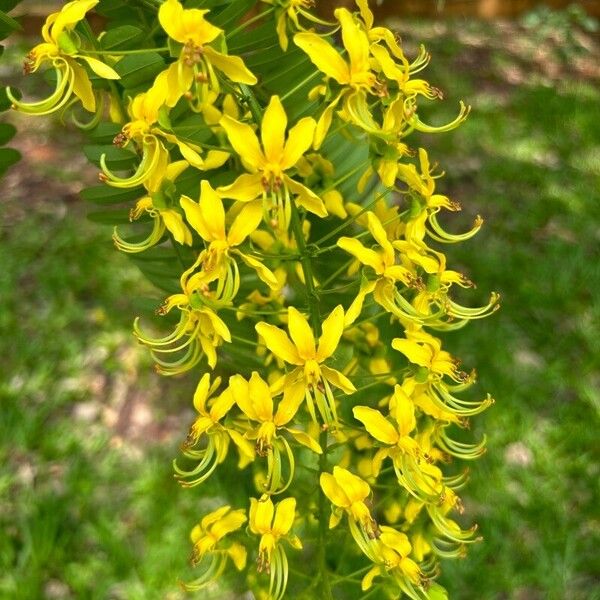 Cassia ferruginea फूल