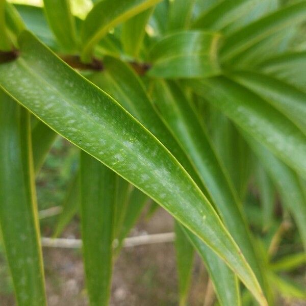 Lilium henryi Leaf