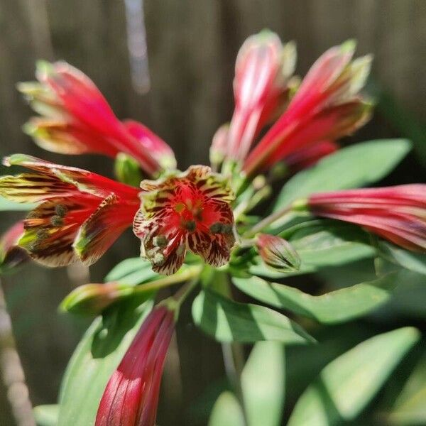 Alstroemeria psittacina Кветка