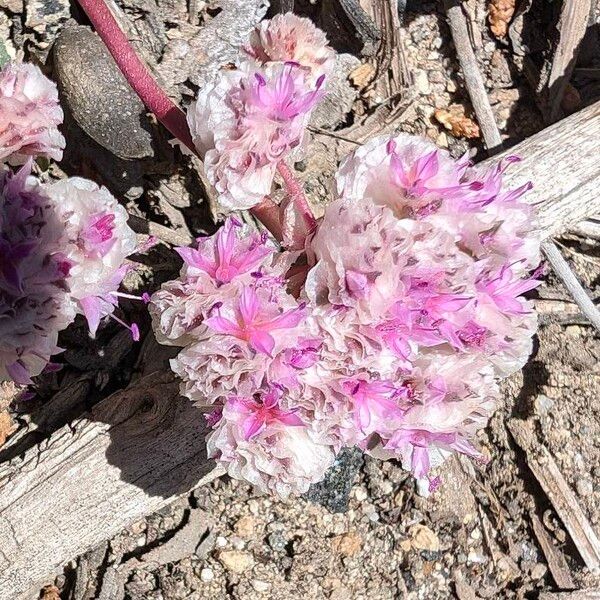 Calyptridium umbellatum Кветка