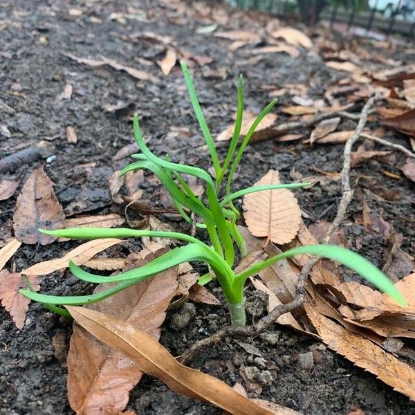 Allium sativum Blad