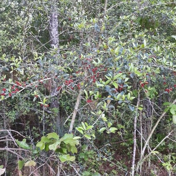 Ilex vomitoria Habit