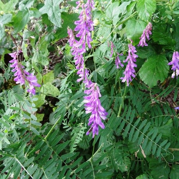 Vicia cracca عادت