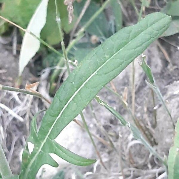 Knautia collina Leaf