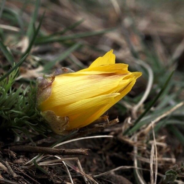 Adonis vernalis Blüte