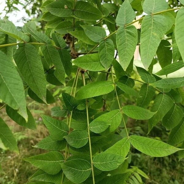 Juglans nigra Lapas