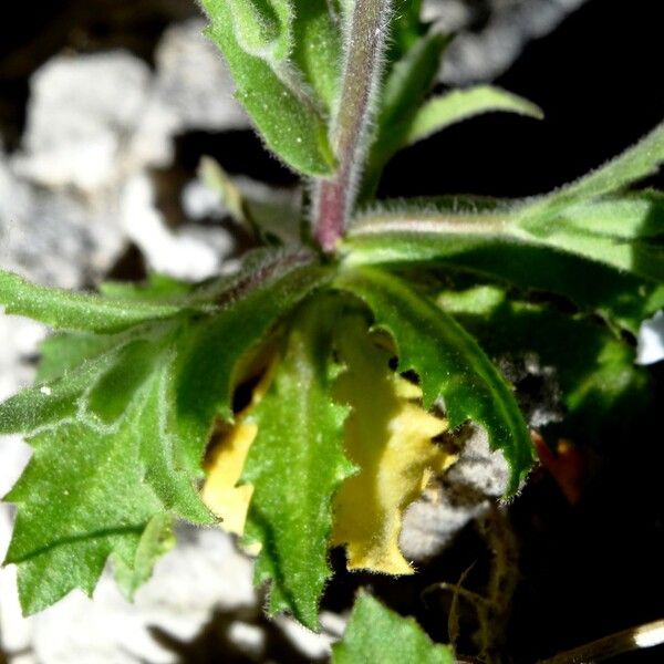 Arabis nova Leaf