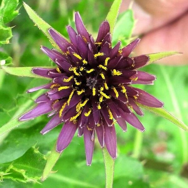 Tragopogon porrifolius Flower