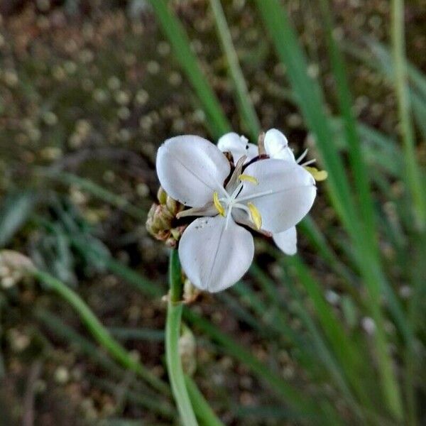 Libertia chilensis Flower