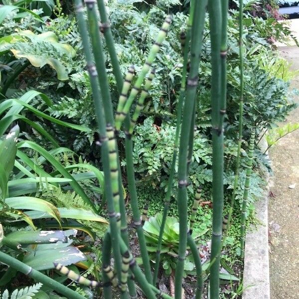 Equisetum hyemale 叶