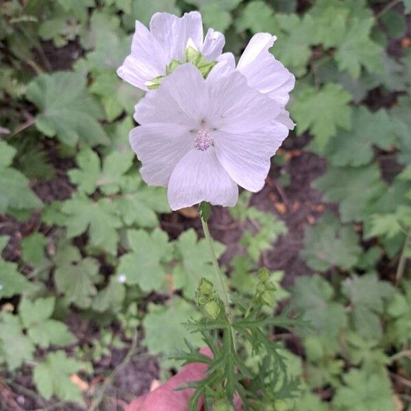 Malva alcea Blomma