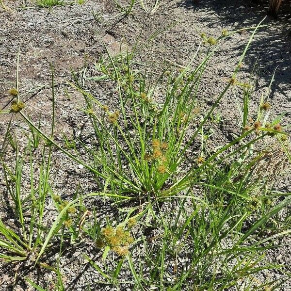 Cyperus difformis ശീലം