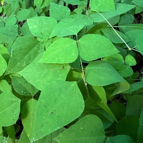 Amphicarpaea bracteata Лист