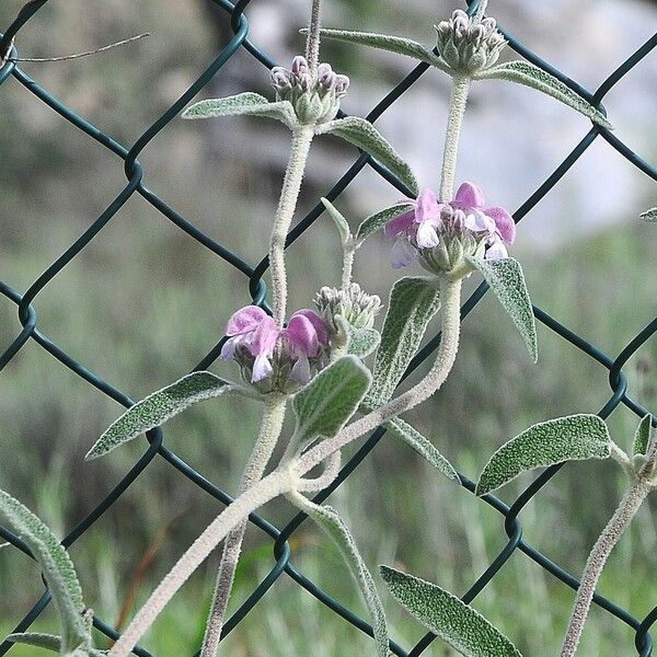 Phlomis purpurea Кветка