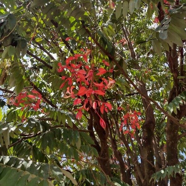 Amherstia nobilis Blüte