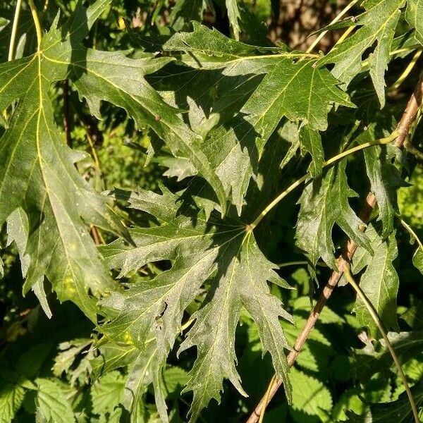 Acer saccharinum पत्ता