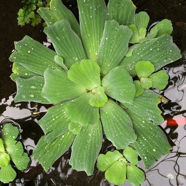 Pistia stratiotes Folla