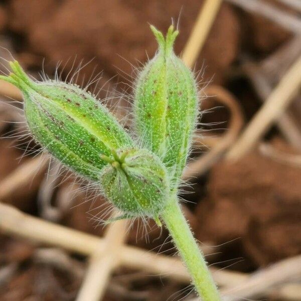 Monsonia longipes Ffrwyth