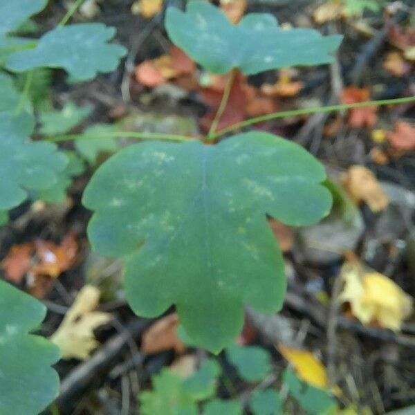 Thalictrum dioicum Leaf