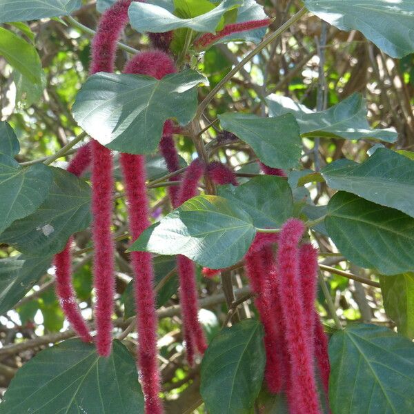 Acalypha hispida Λουλούδι