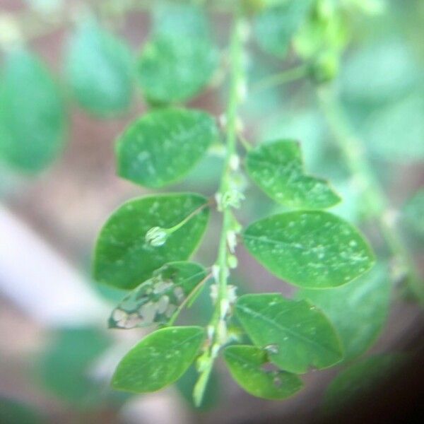 Phyllanthus niruri Leaf