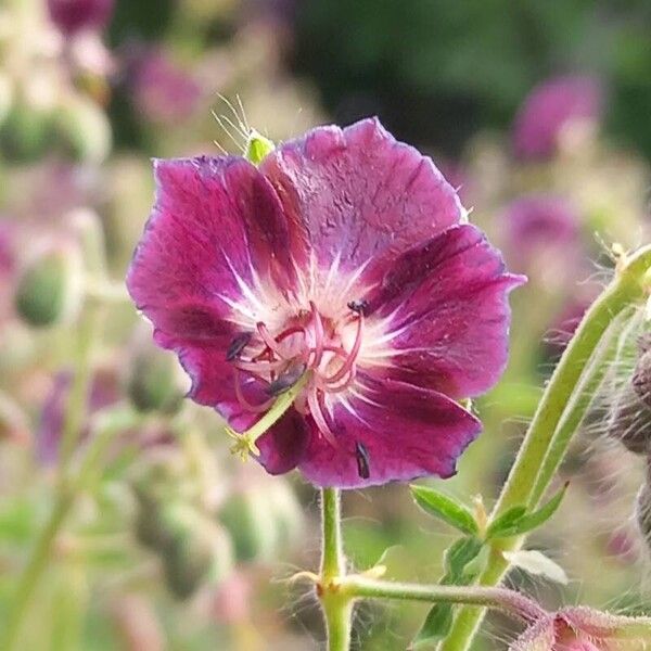 Geranium phaeum Kukka