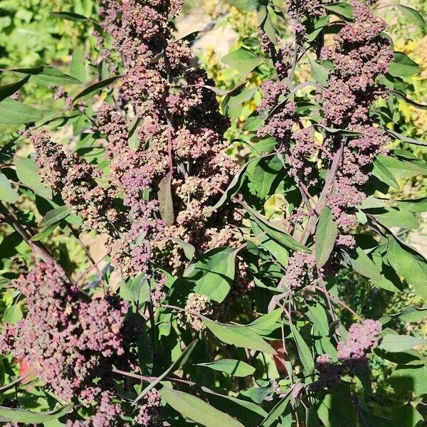 Chenopodium quinoa عادت