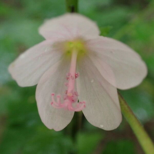 Pavonia columella Flor